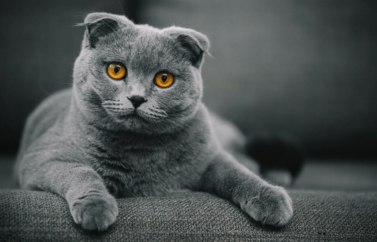 Mèo tai cụp (Scottish Fold) là một giống mèo nhà có đột biến gen trội tự nhiên ảnh hưởng đến sụn khắp cơ thể, khiến tai “gập” lại, cụp xuống phía trước đầu. Điều này khiến chúnghay được mô tả là có ngoại hình “giống cú mèo”.