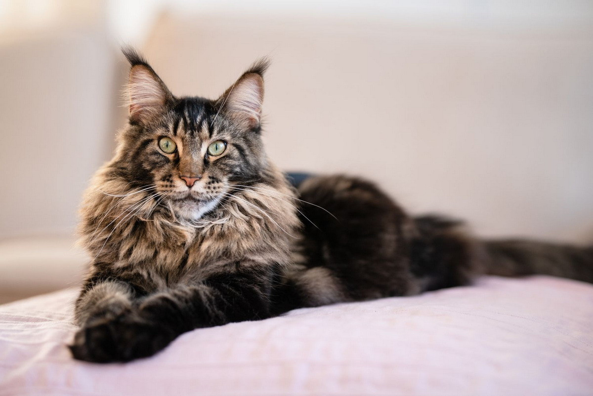 Maine Coon là giống mèo nhà lớn nhất, có nguồn gốc từ bang Maine của Mỹ. Chúng có khuôn mặt khá “nghiêm nghị” và sở hữu kỹ năng săn mồi đáng nể.