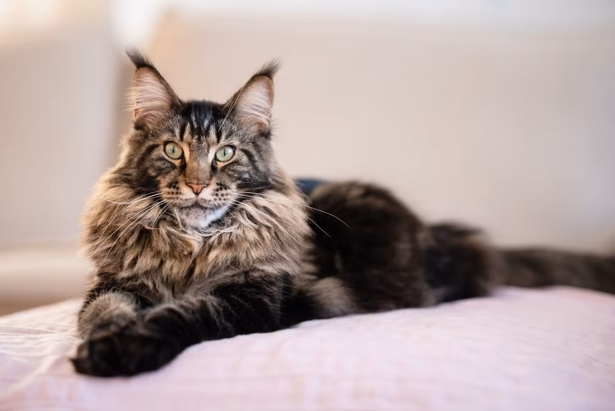 Maine Coon là giống mèo nhà lớn nhất, có nguồn gốc từ bang Maine của Mỹ. Chúng có khuôn mặt khá “nghiêm nghị” và sở hữu kỹ năng săn mồi đáng nể.