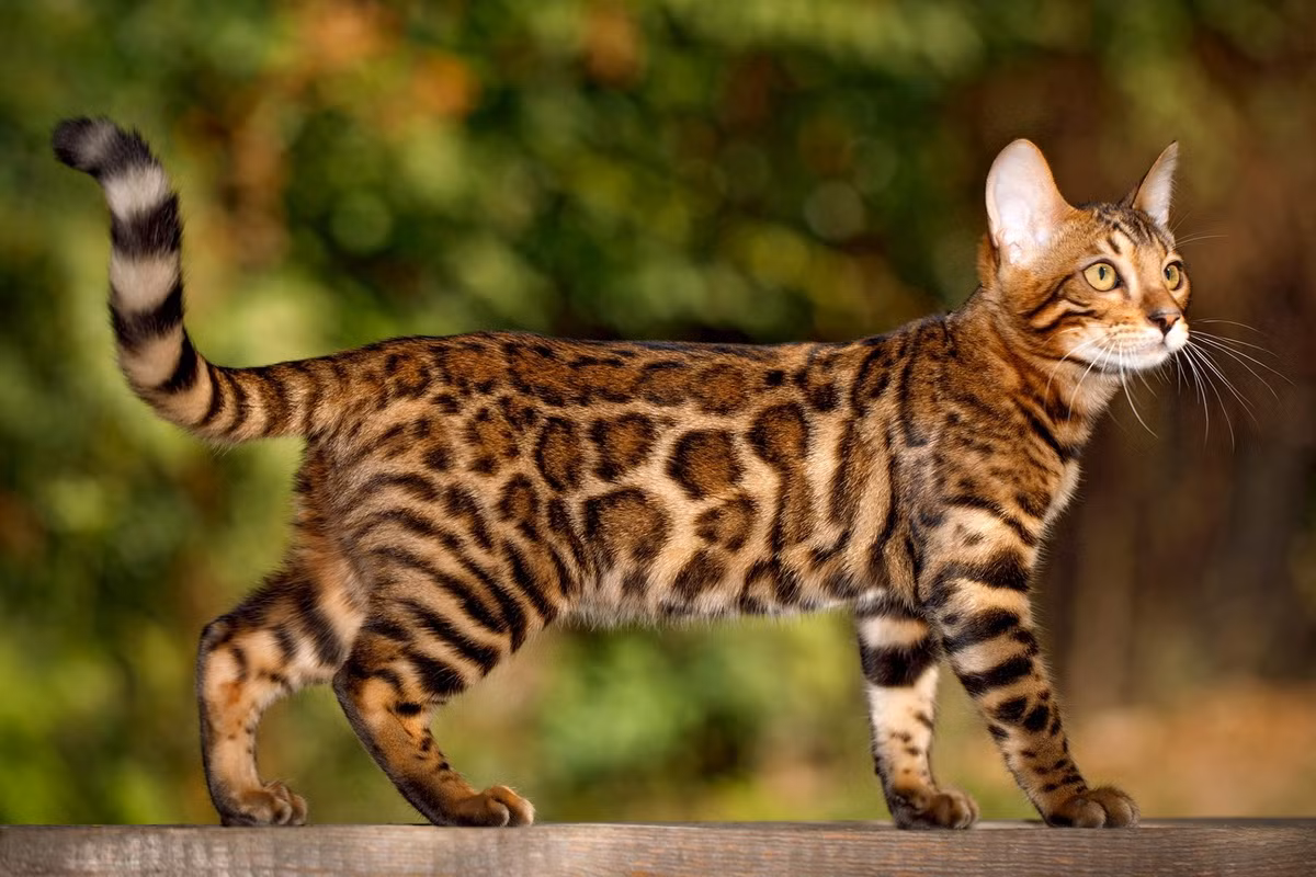 Mèo Bengal là một giống mèo thuần hóa được tạo ra từ con lai giữa mèo nhà, mèo báo châu Á và mèo Mau Ai Cập. Chúng có vẻ ngoài hoang dã gần với các loài mèo rừng.