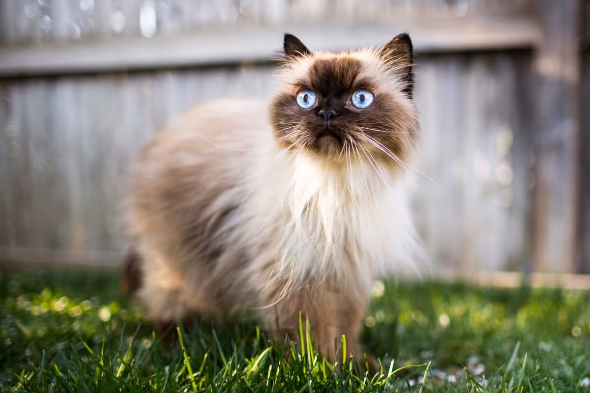 Mèo Himalaya là một giống mèo có nguồn gốc từ việc lai giữa mèo Ba Tư và mèo Xiêm. Chúng có bộ lông dài và khuôn mặt giống mèo Ba Tư trong khi màu lông giống mèo Xiêm.