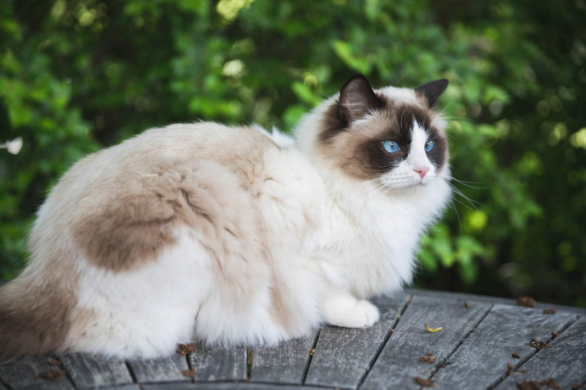 Ragdoll là một giống mèo có bộ lông màu sáng và đôi mắt xanh lam, được phát triển ở Mỹ từ những năm 1960. Chúng là giống mèo lông bán dài to lớn và vạm vỡ với bộ lông mượt, được ca ngợi vì sự ngoan ngoãn, tính khí ôn hòa và tình cảm với chủ nhân.