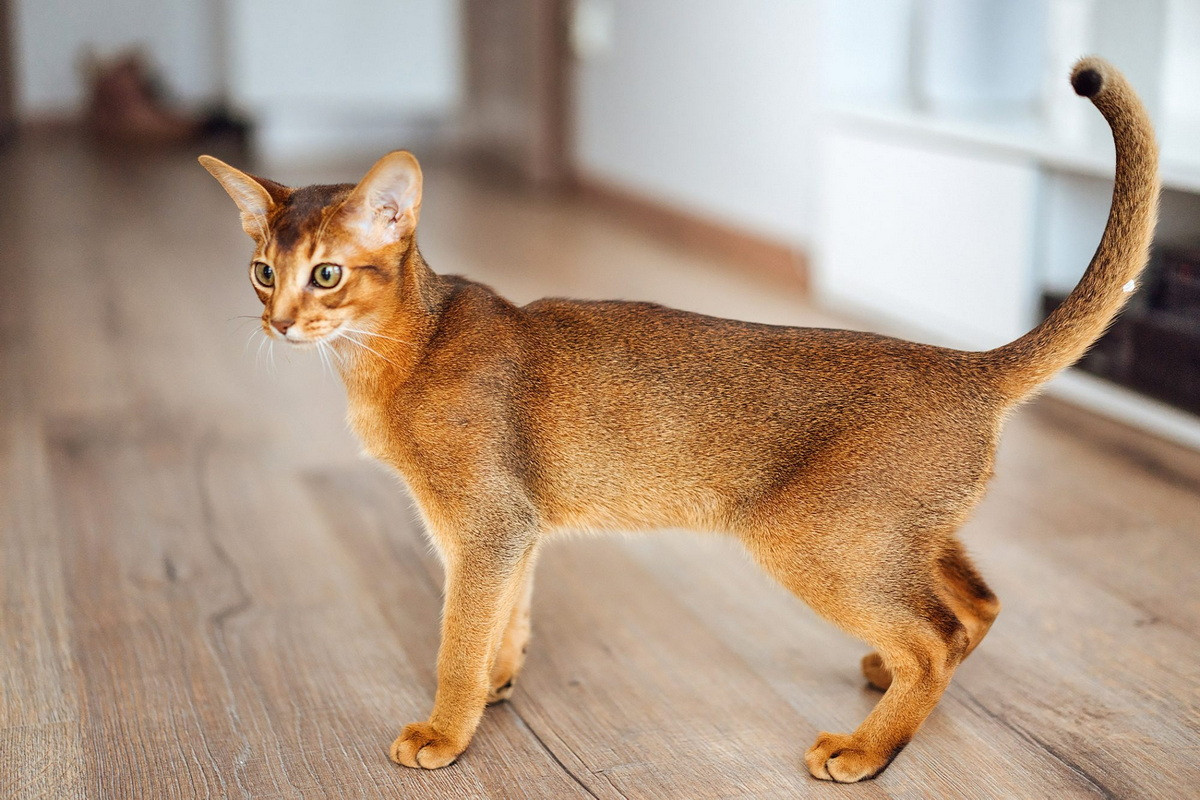 Abyssinian là một giống mèo nhà lông ngắn có bộ lông mang màu cát đặc trưng. Chúng được cho là có nguồn gốc từ Abyssinian, vùng đất lịch sử mà ngày nay là một phần của Ethiopia.
