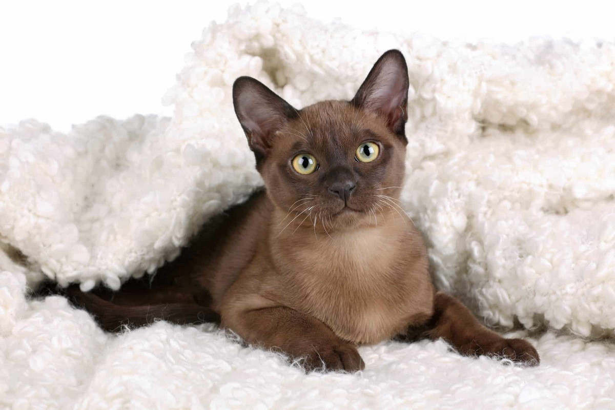 Mèo Miến Điện là một giống mèo nhà có nguồn gốc từ khu vực biên giới Thái Lan - Miến Điện hiện nay và được phát triển ở Mỹ và Anh.