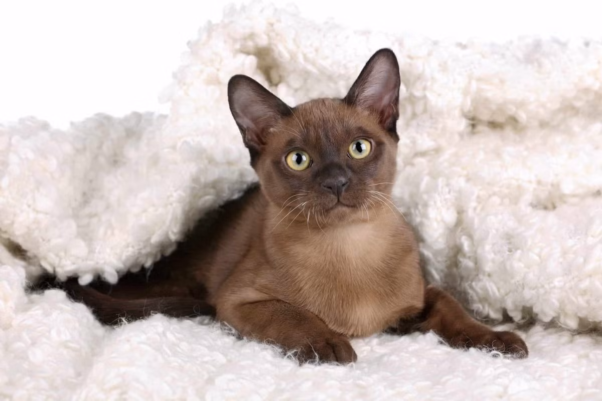 Mèo Miến Điện là một giống mèo nhà có nguồn gốc từ khu vực biên giới Thái Lan - Miến Điện hiện nay và được phát triển ở Mỹ và Anh.