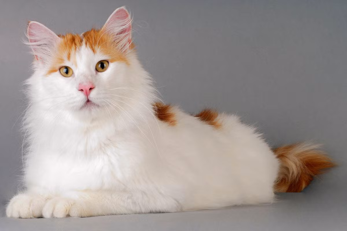 Mèo Van Thổ Nhĩ Kỳ (Turkish Van) là một giống mèo nhà lông ngắn, được phát triển ở Vương quốc Anh từ việc tuyển chọn những con mèo thu được từ các thành phố khác nhau ở Đông Nam Thổ Nhĩ Kỳ.