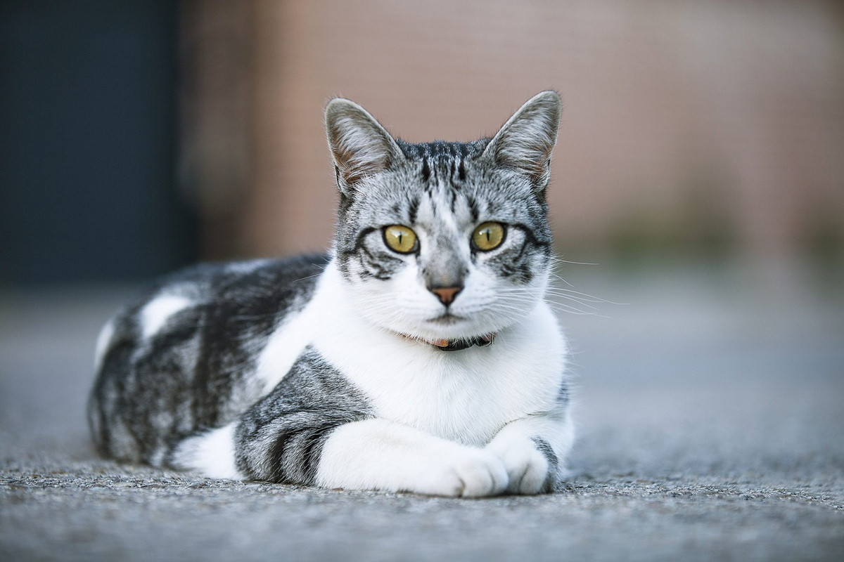 Mèo lông ngắn châu Âu là một giống mèo nhà có nguồn gốc từ Thụy Điển. Chúng thường bị nhầm lẫn với những con mèo nhà điển hình trên khắp châu Âu. Kiểu lông mướp rất phổ biến ở giống mèo này.