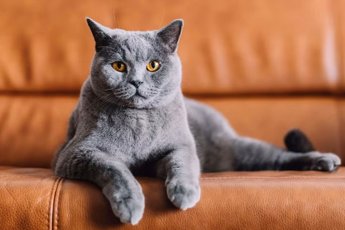 Chartreux là một giống mèo quý hiếm của Pháp. Chúng có cơ thể vạm vỡ với các chi tương đối ngắn, màu lông xám đặc trưng.