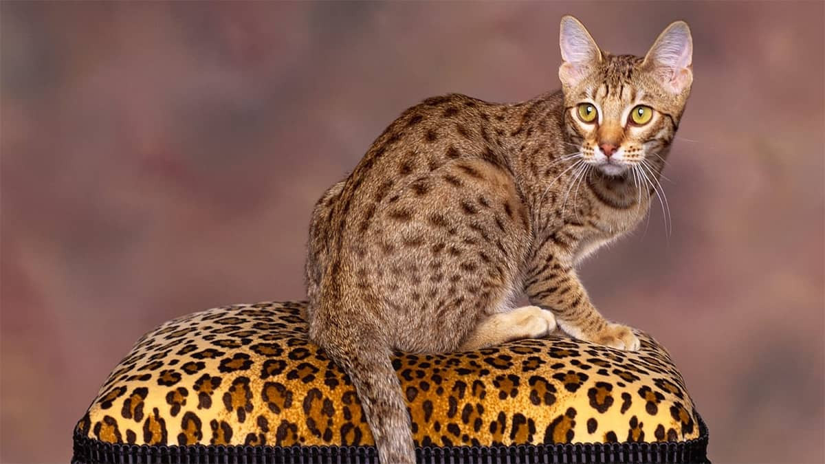 Ocicat là một giống mèo có diện mạo rất giống mèo rừng nhưng tính khí ôn hòa và không mang trong mình nguồn gen hoang dã. Tên của chúng được đặt phỏng theo tên loài mèo gấm ocelot.