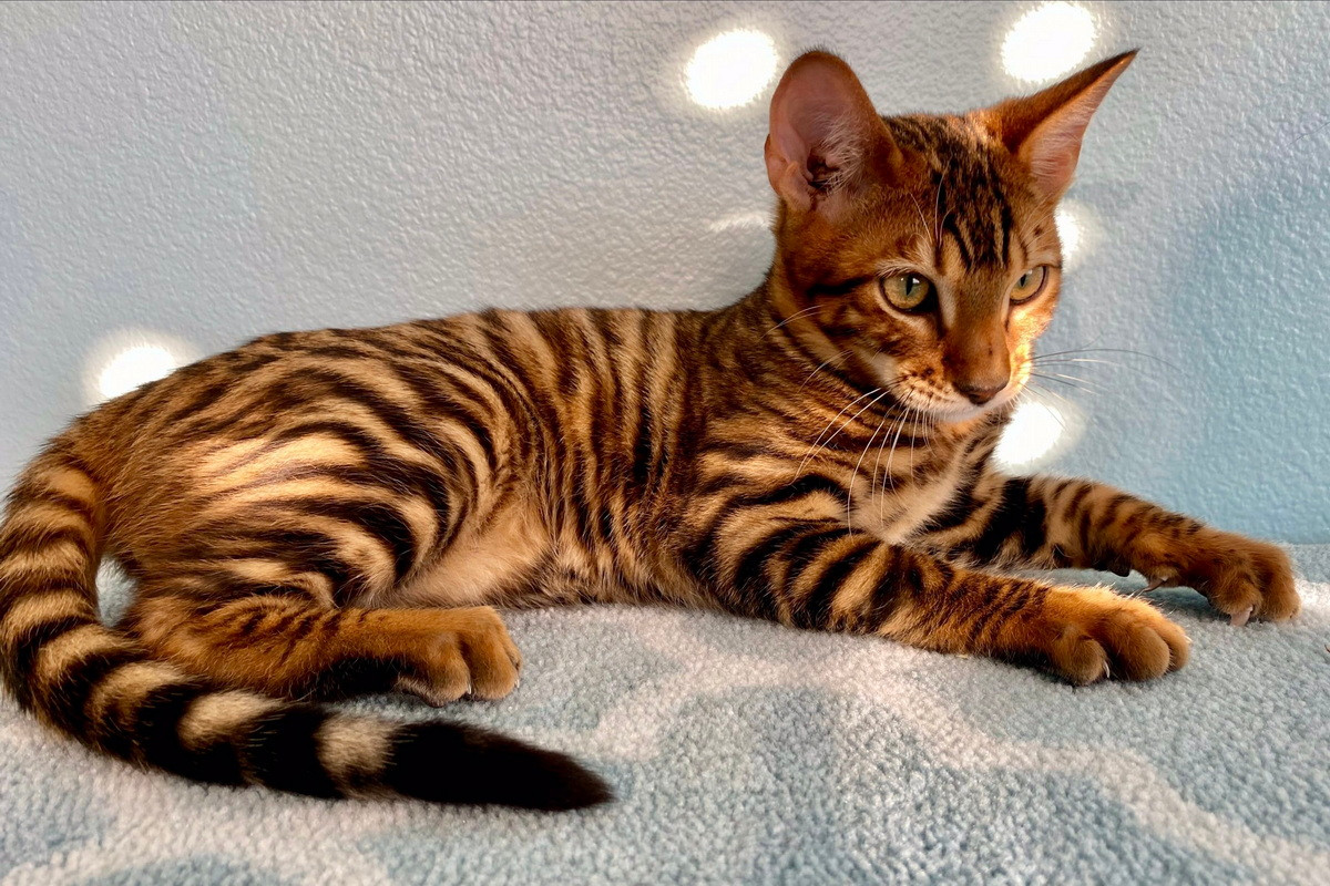 Toyger là giống mèo ra đời từ việc nhân giống mèo mướp lông ngắn để khiến chúng trông giống như một “con hổ đồ chơi”, vì bộ lông sọc của chúng gợi nhớ đến loài hổ.