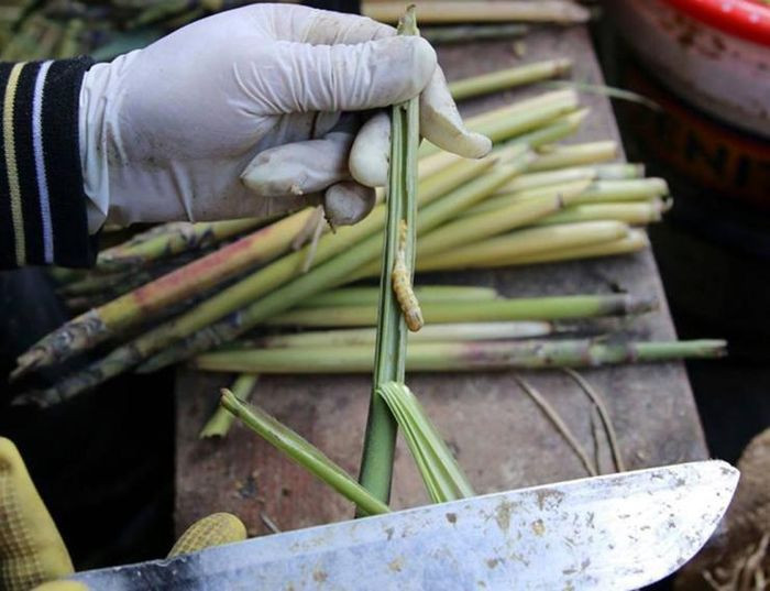 Những thân cây chít nào có sâu thì sẽ không thể ra hoa, khi đó người ta bắt sâu bằng cách chẻ đôi thân cây ra, con sâu chít sẽ nằm gọn bên trong. Từ tháng 11 đến tháng 1 năm sau là thời điểm thu hoạch sâu chít