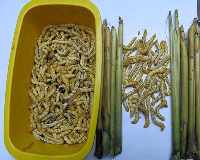 Sâu chít được rao bán có 2 loại, sâu chít tươi có giá khoảng 1 triệu đồng/kg, loại sâu chít đã tách ra và sấy khô có mức giá khoảng 4-6 triệu đồng/kg(tùy kích cỡ).