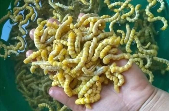  Sâu chít là loại ấu trùng nằm sâu trong thân cây chít, có ở rừng núi sâu tại các tỉnh Tây Bắc như Lào Cai, Điện Biên, Sơn la... Nhìn qua, sâu chít có hình dáng giống nhộng tằm nhưng nhỏ và dài hơn.