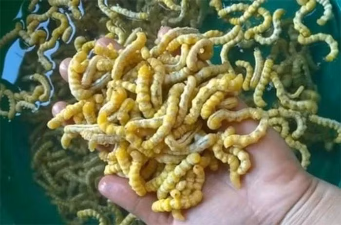  Sâu chít là loại ấu trùng nằm sâu trong thân cây chít, có ở rừng núi sâu tại các tỉnh Tây Bắc như Lào Cai, Điện Biên, Sơn la... Nhìn qua, sâu chít có hình dáng giống nhộng tằm nhưng nhỏ và dài hơn.