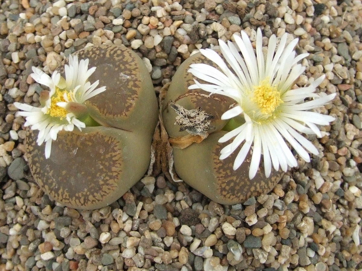 Hoa sỏi (Lithops aucampiae) cao 3 cm, phân bố ở vùng bán hoang mạc Nam Phi. Lá của loài cây này có hình dáng như viên đá cuội, giúp chúng "hòa lẫn" vào môi trường sống nhiều sỏi đá của mình.