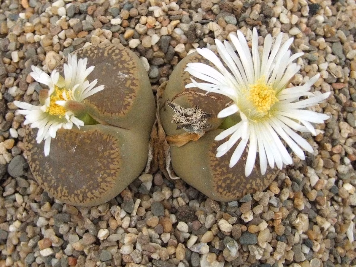Hoa sỏi (Lithops aucampiae) cao 3 cm, phân bố ở vùng bán hoang mạc Nam Phi. Lá của loài cây này có hình dáng như viên đá cuội, giúp chúng "hòa lẫn" vào môi trường sống nhiều sỏi đá của mình.
