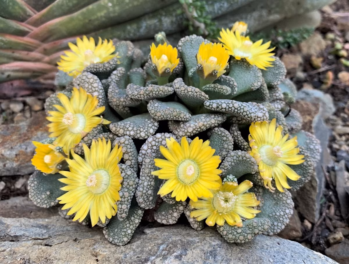 Lưỡi cừu (Titanopsis calcarea) cao 3 cm, sống ở các vùng hoang mạc bán Nam Phi. Loài cây này có lá nhìn khá giống cái lưỡi.