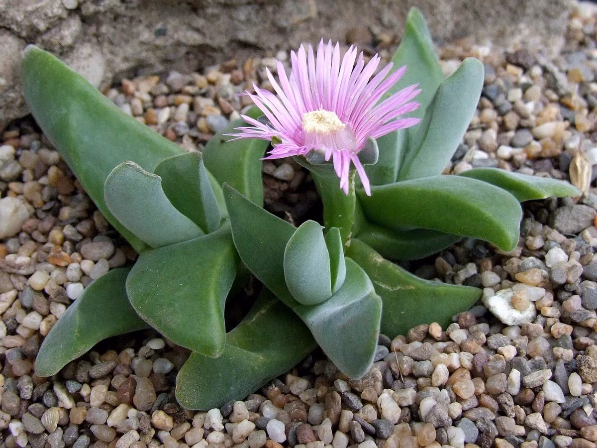 Gibbaeum velutinum cao 8 cm, thường mọc thành thảm ở vùng bán hoang mạc Nam Phi. Các cặp lá của loài cây này trông như chiếc móng vuốt, nối liền với nhau ở gốc.