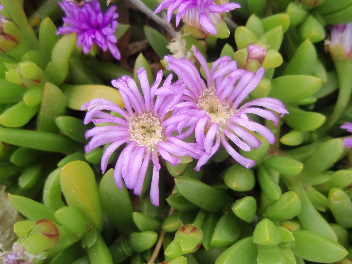 Sương tía (Disphyma crassifolium) cao 1 cm, được ghi nhận ở Nam Phi, Australia và New Zealand. Sống trên đất mặn, loài cây này có thể tạo thành những tấm thảm lớn nhờ thân bò lan.