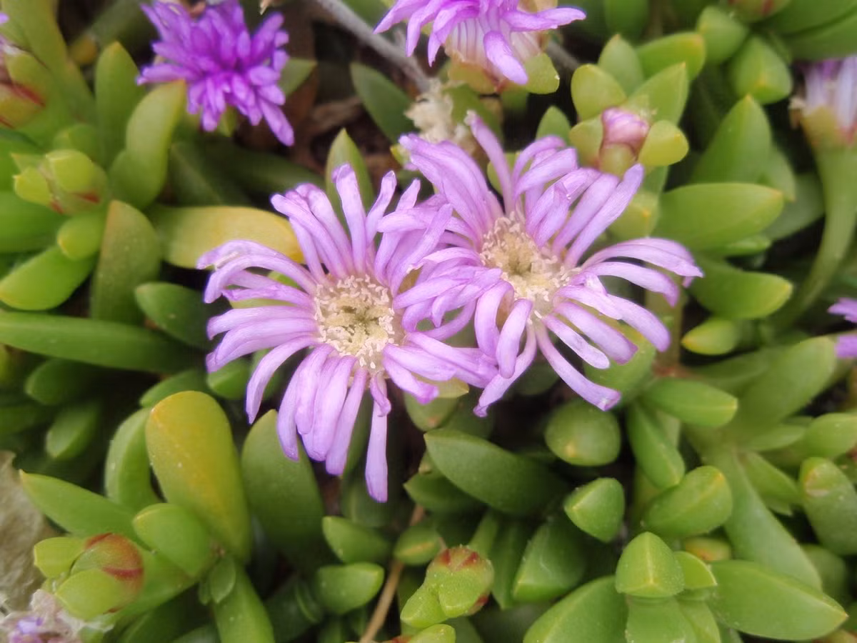 Sương tía (Disphyma crassifolium) cao 1 cm, được ghi nhận ở Nam Phi, Australia và New Zealand. Sống trên đất mặn, loài cây này có thể tạo thành những tấm thảm lớn nhờ thân bò lan.