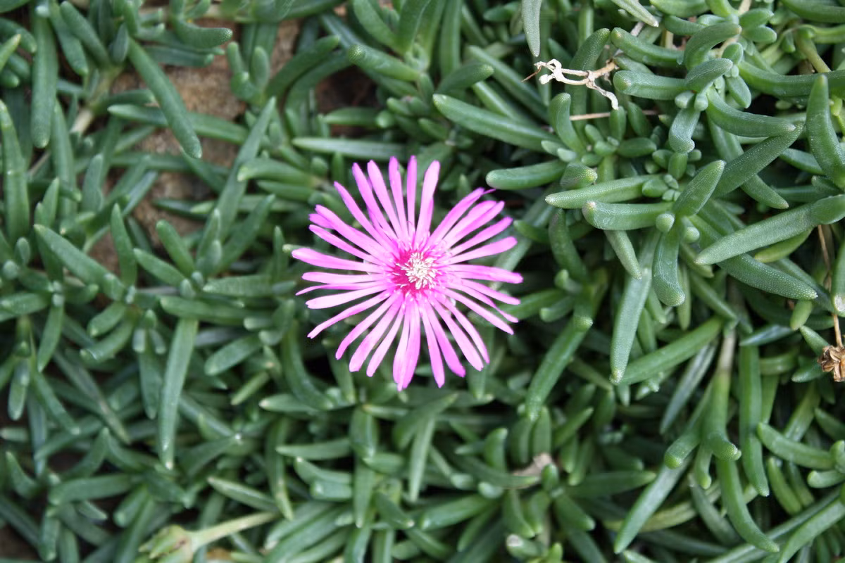 Chi Lampranthus gồm các loài cây cao khoảng 4 cm, mọc ở vùng bán hoang mạc gần bờ biển Nam Phi. Có hoa mọc dày đặc với màu sắc rực rỡ, chúng là cây cảnh khá phổ biến trên thế giới.