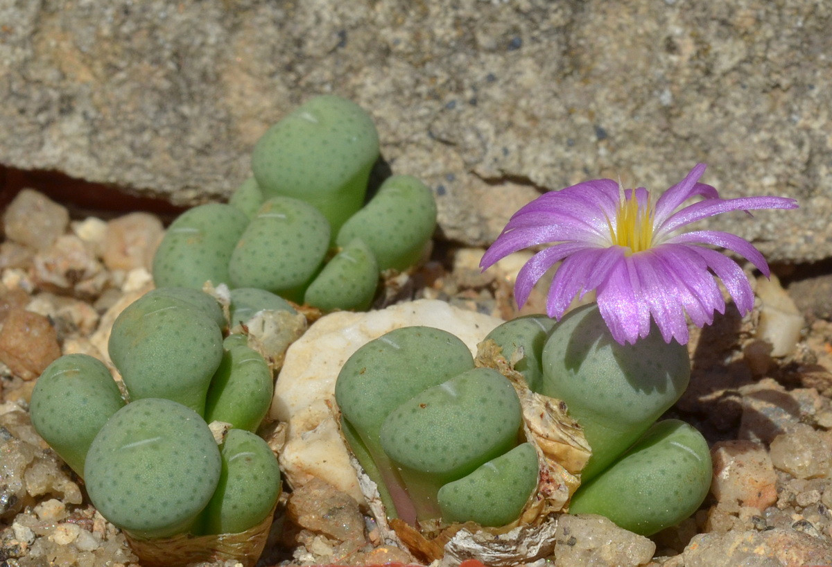 Bánh bao nhỏ (Conophytum minutum) cao 1 cm, phân bố ở vùng bán hoang mạc Nam Phi. Lá của chúng có hình dáng tròn trịa như những chiếc bánh.