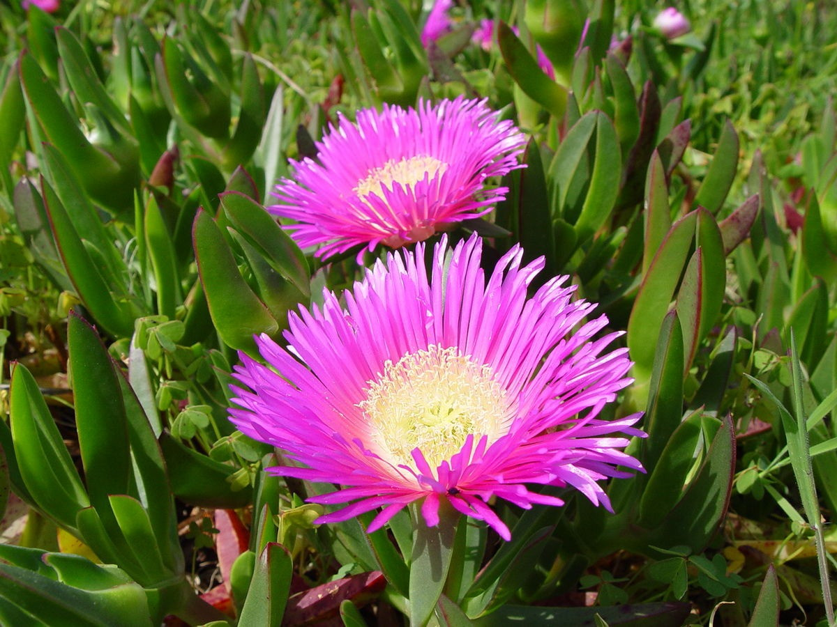 Cúc quả chua (Carpobrotus edulis) cao 3 cm, phân bố ở Nam Phi. Mọc ở các sinh cảnh khô thoáng, loài cây này có thể trở thành loài xâm lấn do tốc độ phát triển nhanh. Quả của chúng có thể ăn được.