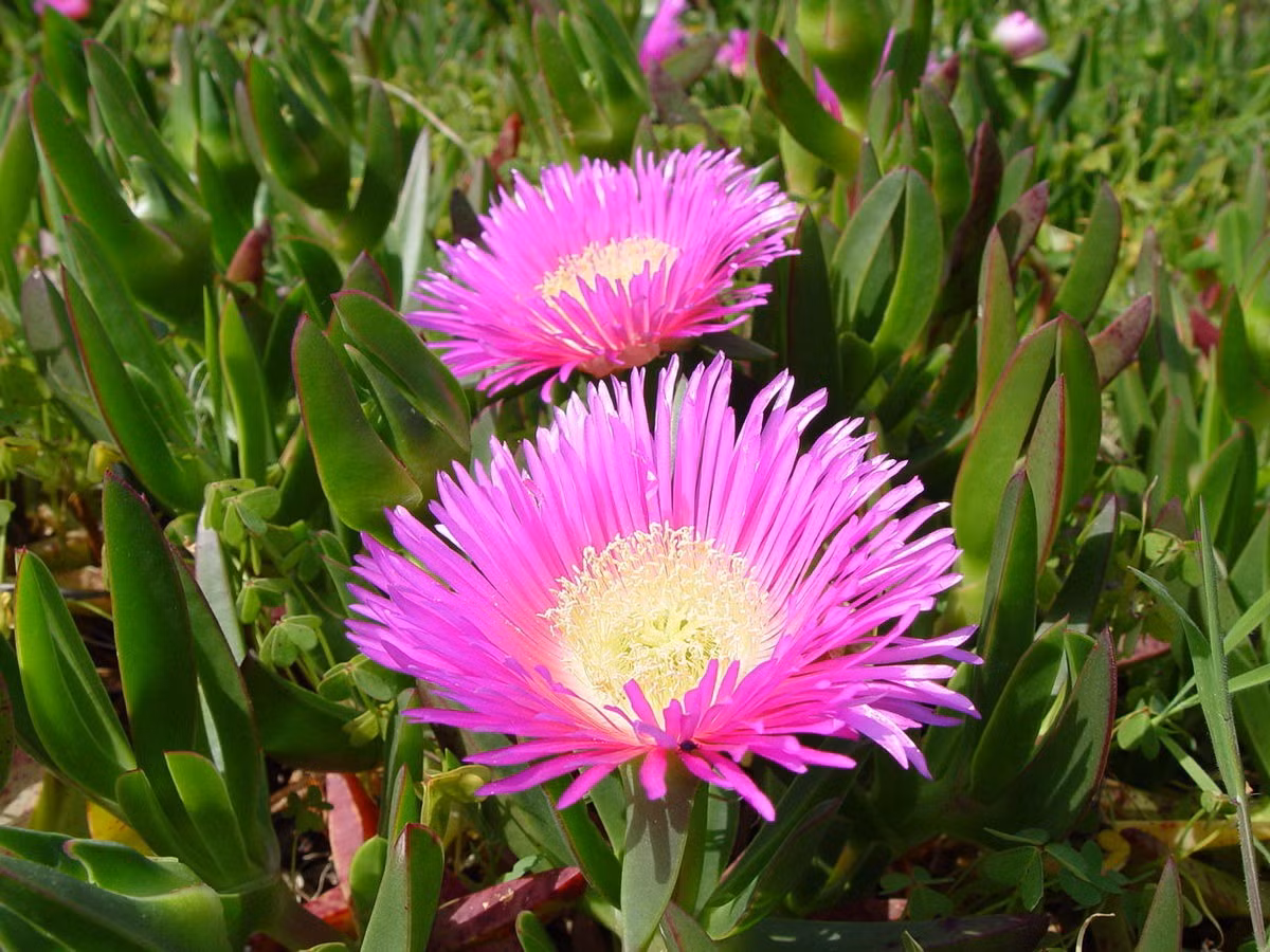 Cúc quả chua (Carpobrotus edulis) cao 3 cm, phân bố ở Nam Phi. Mọc ở các sinh cảnh khô thoáng, loài cây này có thể trở thành loài xâm lấn do tốc độ phát triển nhanh. Quả của chúng có thể ăn được.