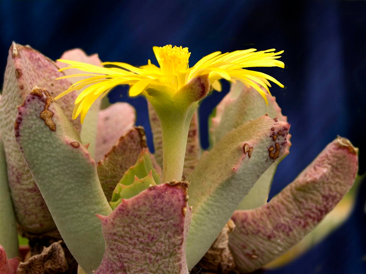 Schwantesia ruedebuschii cao 10 cm, thường mọc thành bụi trên các triền đồi ở Namibia và Nam Phi. Loài cây này được nhận dạng nhờ các cặp lá có hình dạng đặc trưng với các gai ở đầu lá.