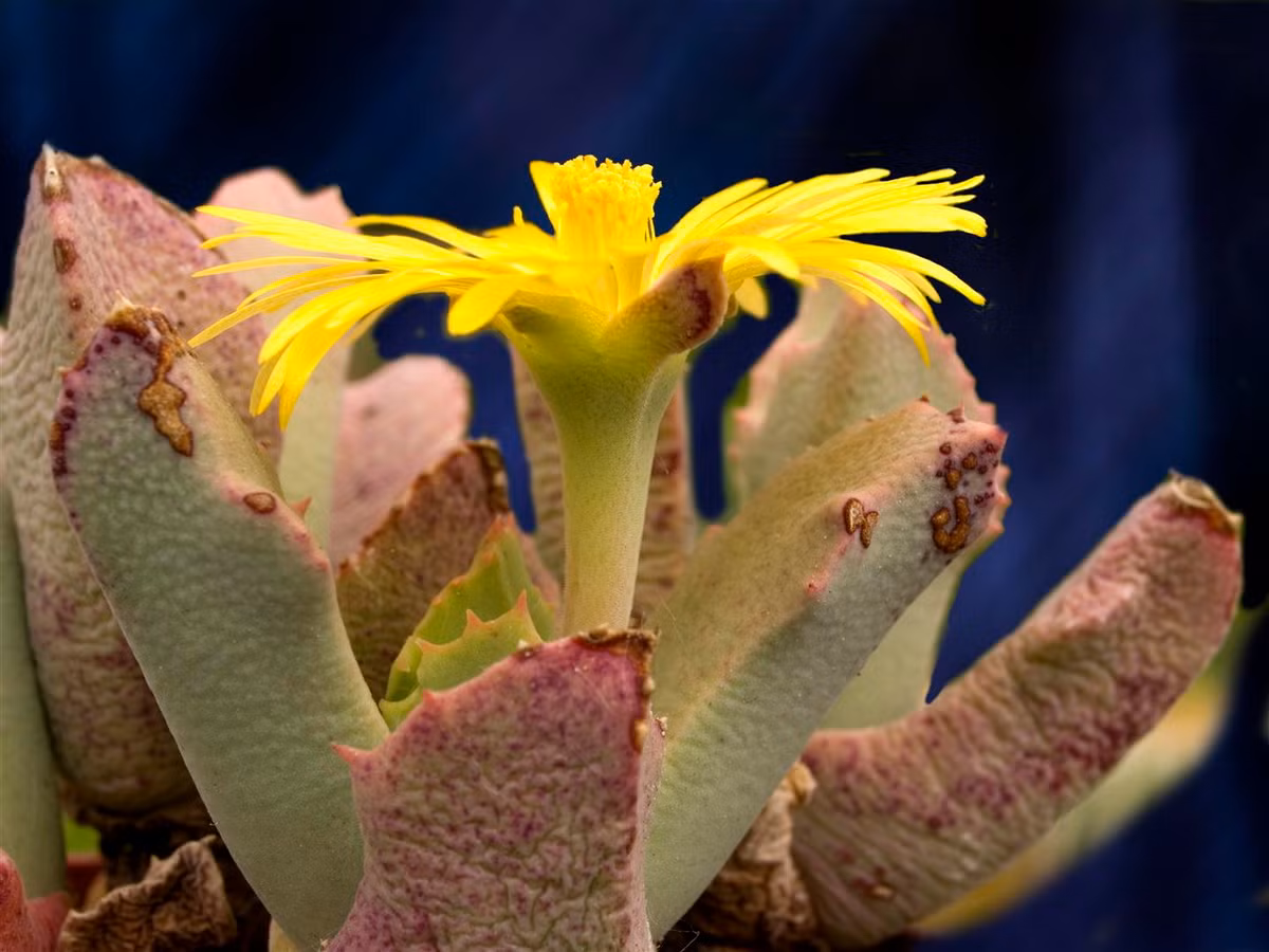 Schwantesia ruedebuschii cao 10 cm, thường mọc thành bụi trên các triền đồi ở Namibia và Nam Phi. Loài cây này được nhận dạng nhờ các cặp lá có hình dạng đặc trưng với các gai ở đầu lá.