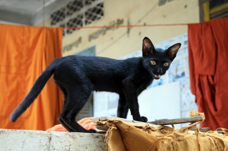 Ở Campuchia, người ta vẫn nhốt mèo vào lồng rồi vừa đi vừa ca hát, rước nó từ nhà này sang nhà kia để cầu mưa.