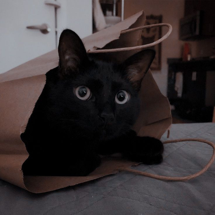 Ở Ireland, người ta tin rằng khi một con mèo đen đi qua trước mặt thì có nghĩa rằng bệnh tật sẽ đến.