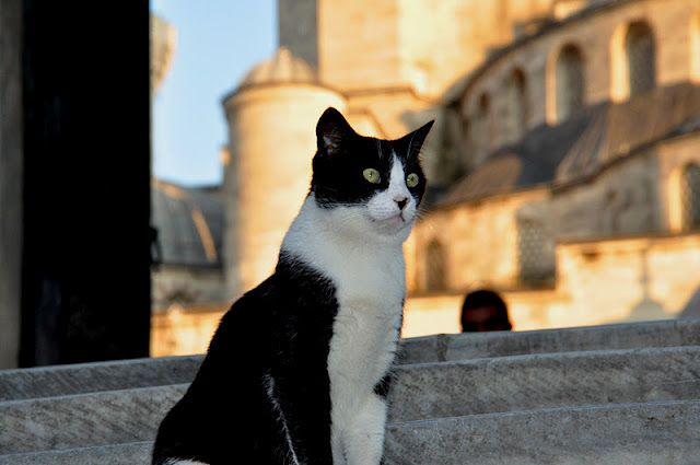 Một số cuốn sách Hồi giáo ghi lại rằng thánh Muhammad có nuôi một con mèo cưng tên là Muezza. Thánh yêu mèo đến mức "thà không mặc áo khoác còn hơn là làm phiền một con mèo đang ngủ trên chiếc áo".