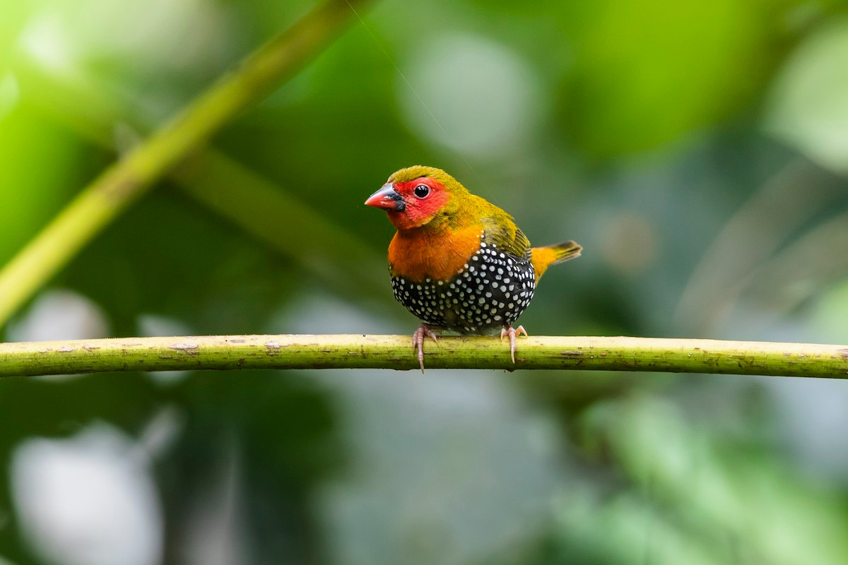 Chim di bụng đốm lưng xanh (Mandingoa nitidula) dài 10 cm, phân bố từ miền Tây đến miền Nam Java. Loài chim cư trú ở các bụi cây này có lối sống kín đáo, khó bắt gặp hơn các loài chim di khác.