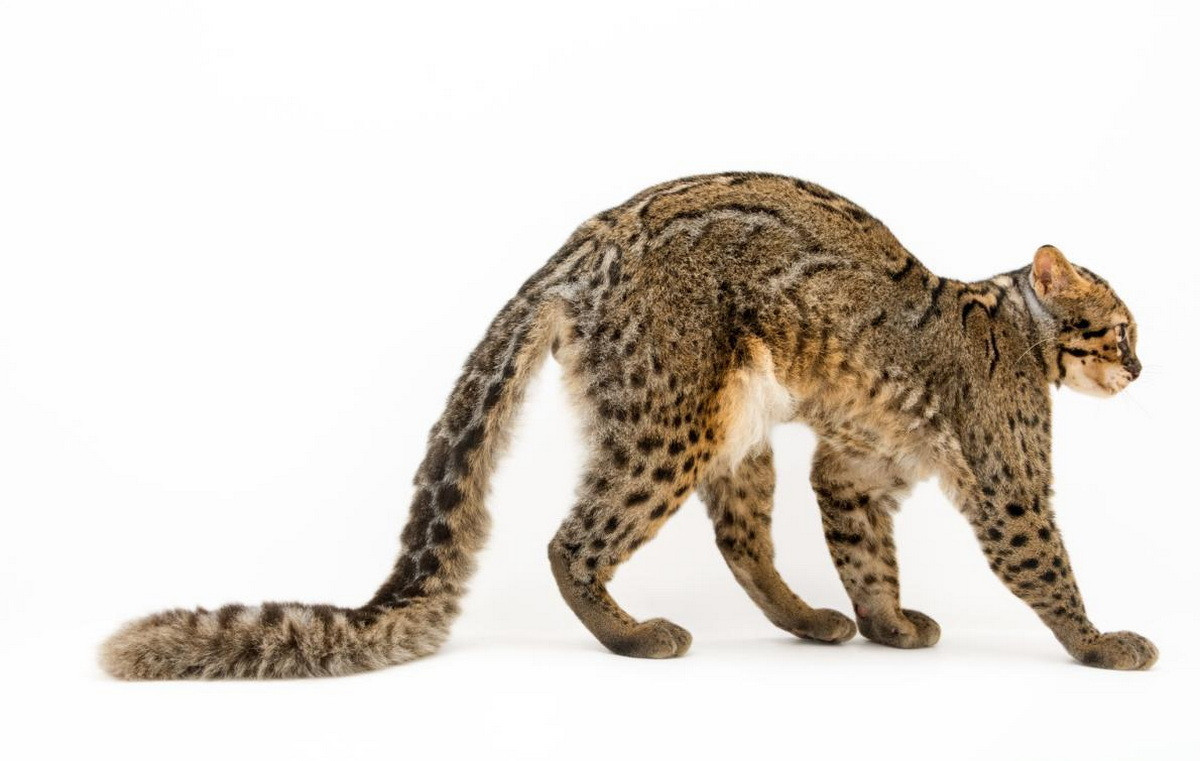 Chiếc đuôi của mèo gấm có lông dày, dài từ 35 đến 55 cm. Chiếc đuôi dài miên man này cho thấy chúng thích nghi với lối sống sống trên cây, dùng đuôi làm đối trọng để giữ thăng bằng. Ảnh: Tumblr.