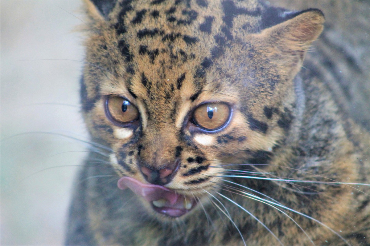 Mèo gấm có bàn chân và răng nanh lớn bất thường, giống răng nanh của các loài mèo lớn. Điều này khiến chúng có thể đi lại dễ dàng trên nền đất nhão và có khả năng kết liễu con mồi chỉ bằng một cú đớp. Ảnh: ZooChat.