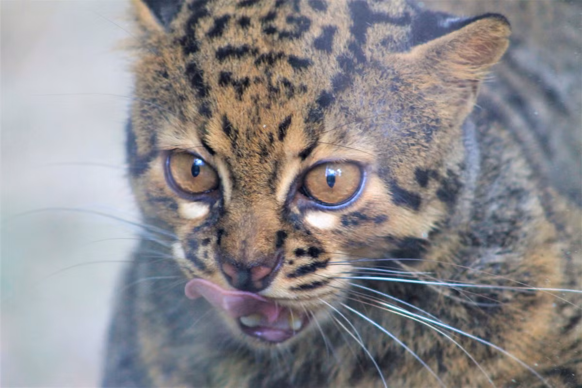 Mèo gấm có bàn chân và răng nanh lớn bất thường, giống răng nanh của các loài mèo lớn. Điều này khiến chúng có thể đi lại dễ dàng trên nền đất nhão và có khả năng kết liễu con mồi chỉ bằng một cú đớp. Ảnh: ZooChat.