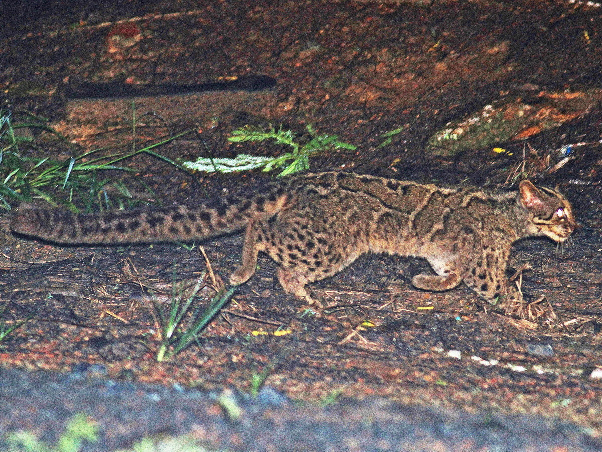 Trung mình, một con mèo gấm có chiều dài từ đầu đến thân từ 45 đến 62 cm, trọng lượng thay đổi từ 2 đến 5 kg. Ảnh: Mammals of Borneo.