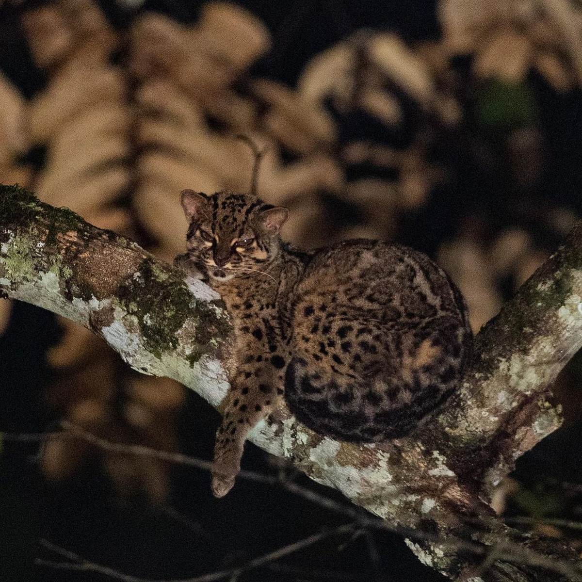 Trong điều kiện nuôi nhốt, mèo gấm có thời gian mang thai ước tính từ 66 đến 82 ngày. Mèo con mở mắt vào khoảng ngày 12, khi được 2 tháng tuổi đã ăn được thức ăn đặc và tích cực leo trèo. Ảnh: Charles808.