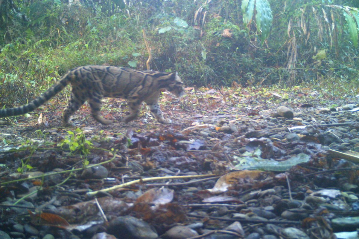 Do nạn săn bắt nhiều và sự thoái hoá rừng, số lượng mèo gấm trong tự nhiên đã bị giảm sút nghiêm trọng. Liên minh Bảo tồn Thiên nhiên Quốc tế (IUCN) cho rằng số lượng mèo gấm toàn thế giới còn khoảng 10.000 con và đưa chúng vào diện Sắp bị đe dọa. Ảnh: Carnivora.