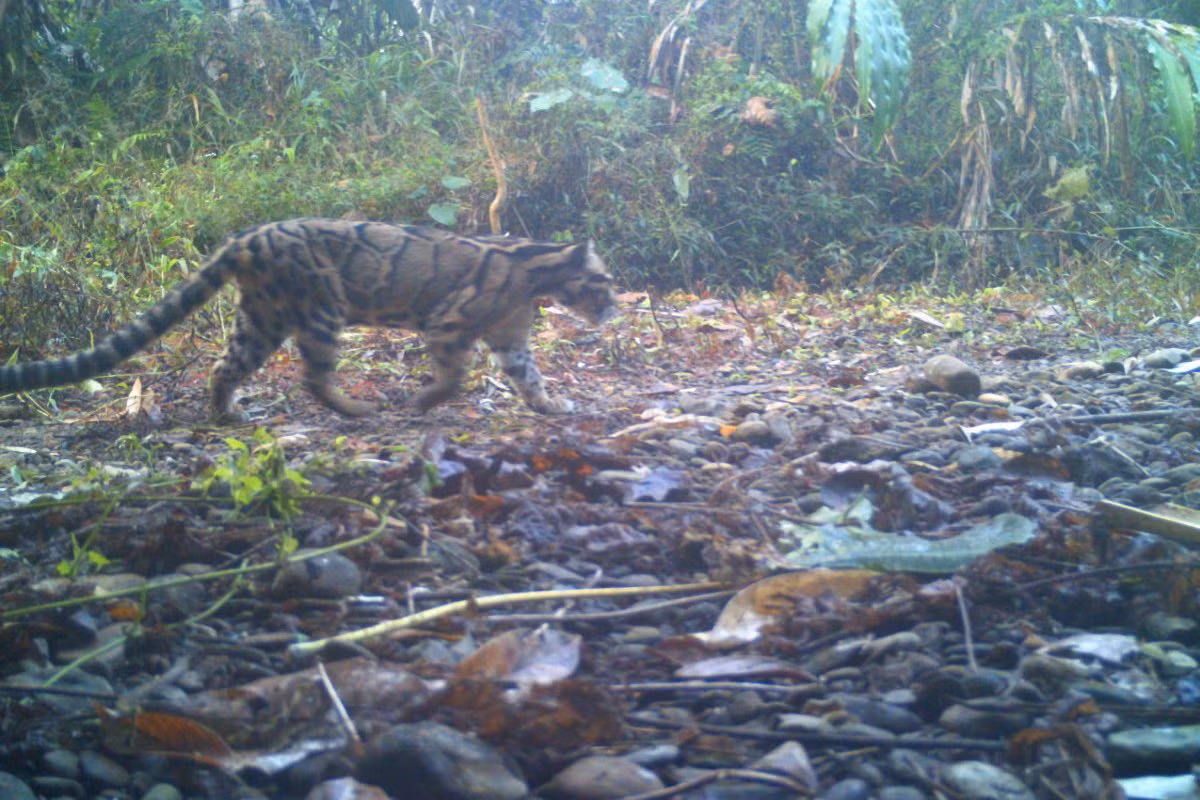 Do nạn săn bắt nhiều và sự thoái hoá rừng, số lượng mèo gấm trong tự nhiên đã bị giảm sút nghiêm trọng. Liên minh Bảo tồn Thiên nhiên Quốc tế (IUCN) cho rằng số lượng mèo gấm toàn thế giới còn khoảng 10.000 con và đưa chúng vào diện Sắp bị đe dọa. Ảnh: Carnivora.