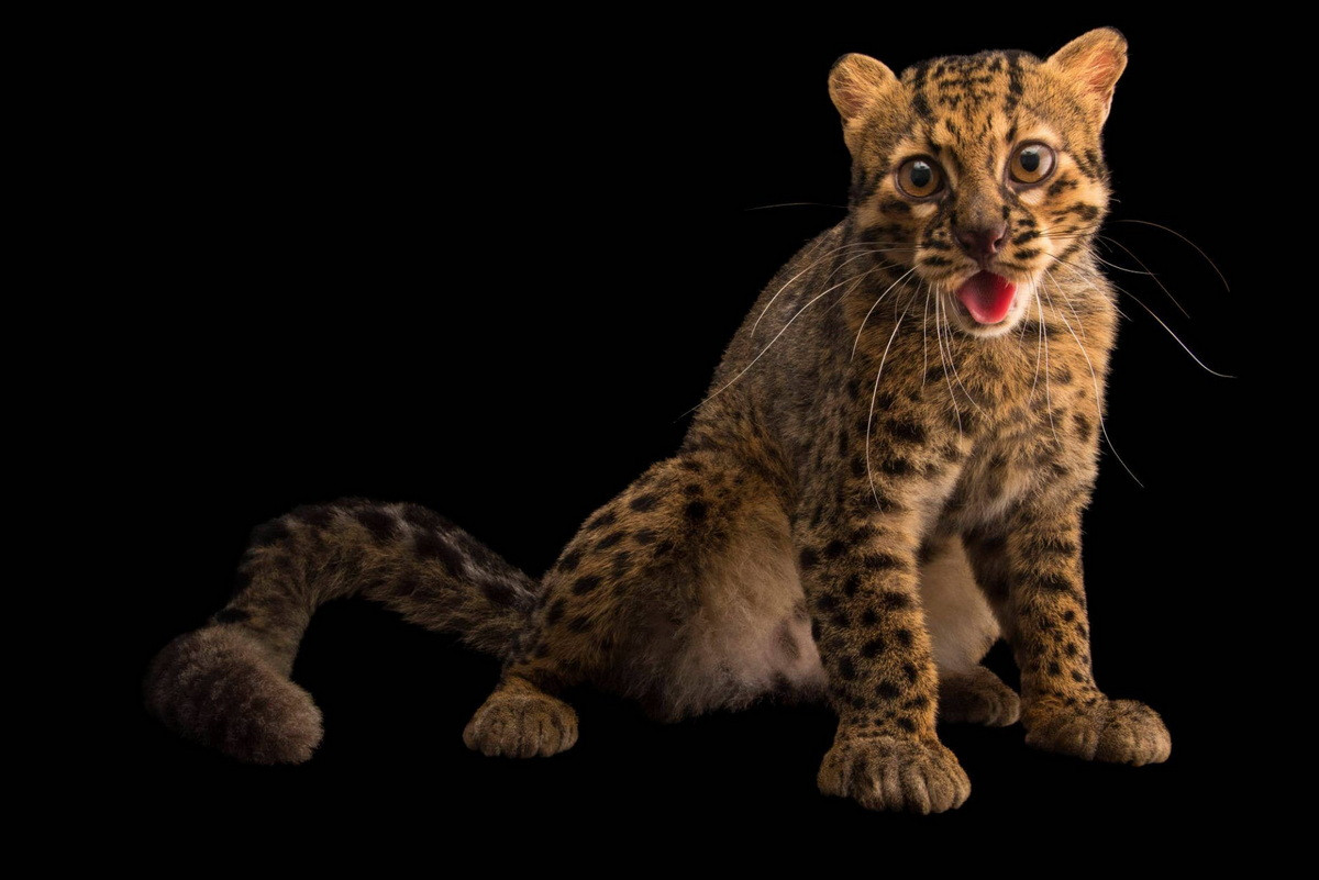  Mèo gấm, hay còn gọi là mèo cẩm thạch (Pardofelis marmorata) được coi là một trong những loài mèo hoang dã có bộ lông đẹp nhất trong họ nhà mèo. Ảnh: Joelsartore.com.