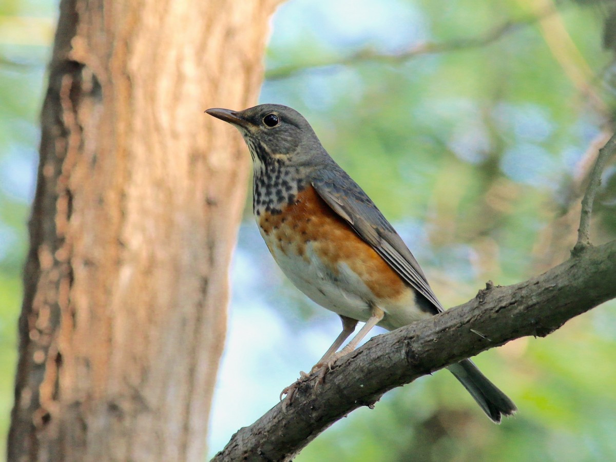  Hoét lưng xám (Turdus hortulorum) dài 23-24 cm, là loài di cư không phổ biến qua Đông Bắc, trú đông tương đối phổ biến tại Đông Bắc, Bắc Trung Bộ (có thể gặp ở VQG Cúc Phương, Xuân Thủy, khu BTTN Nghĩa Hưng trong mùa di cư). Sinh cảnh của chúng là rừng lá rộng thường xanh, rừng thứ sinh, rừng trống trải, vườn trồng trong mùa di cư. Ảnh: eBird.