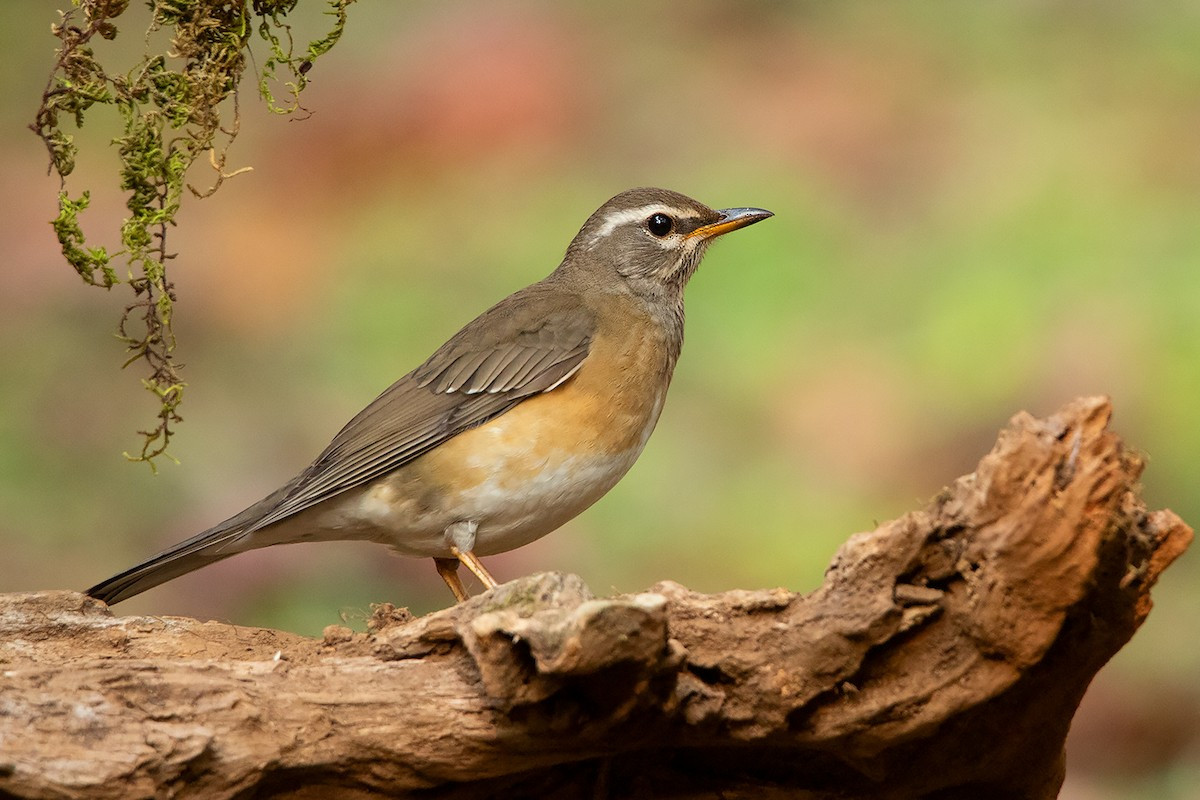Hoét mày trắng (Turdus obscurus) dakf 22-25 cm, là loài di cư, trú đông tương đối phổ biến trong cả nước (trừ Bắc Trung Bộ). Chúng sống ở rừng lá rộng thường xanh, rừng thứ sinh, rừng trồng, rừng ngập mặn, vườn, công viên trong mùa di cư.
