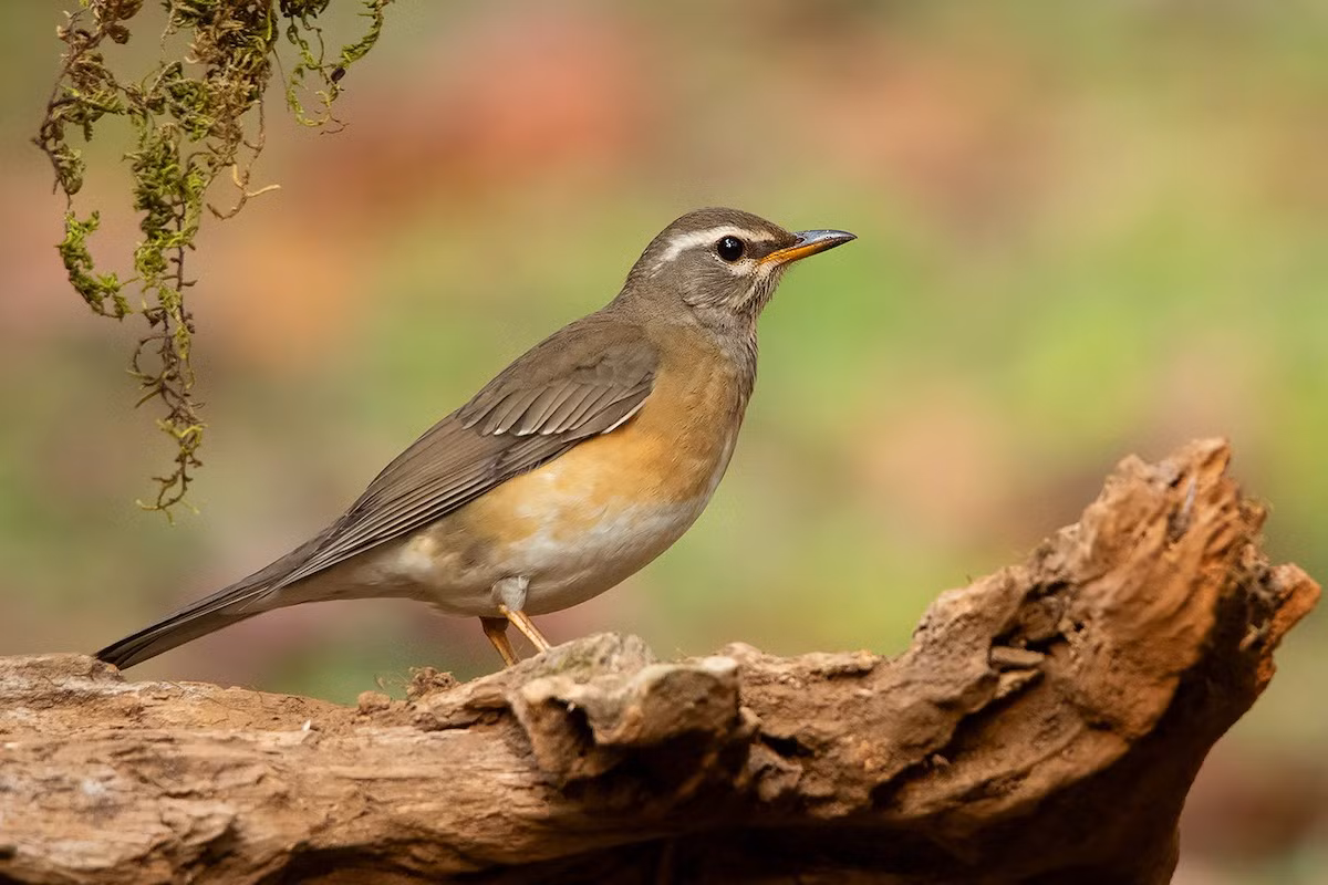 Hoét mày trắng (Turdus obscurus) dakf 22-25 cm, là loài di cư, trú đông tương đối phổ biến trong cả nước (trừ Bắc Trung Bộ). Chúng sống ở rừng lá rộng thường xanh, rừng thứ sinh, rừng trồng, rừng ngập mặn, vườn, công viên trong mùa di cư.