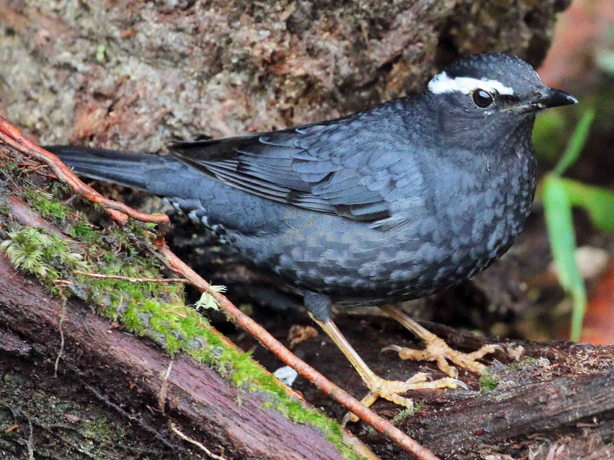 Hoét Siberia (Geokichla sibirica) dài 21-24 cm, là loài trú đông không phổ biến tại Tây Bắc, Trung và Nam Trung Bộ, di cư không phổ biến qua Đông Bắc (VQG Tam Đảo, Xuân Thủy). Chúng sống ở rừng lá rộng thường xanh, rừng trồng trong mùa di cư, thường di chuyển gần mặt đất.