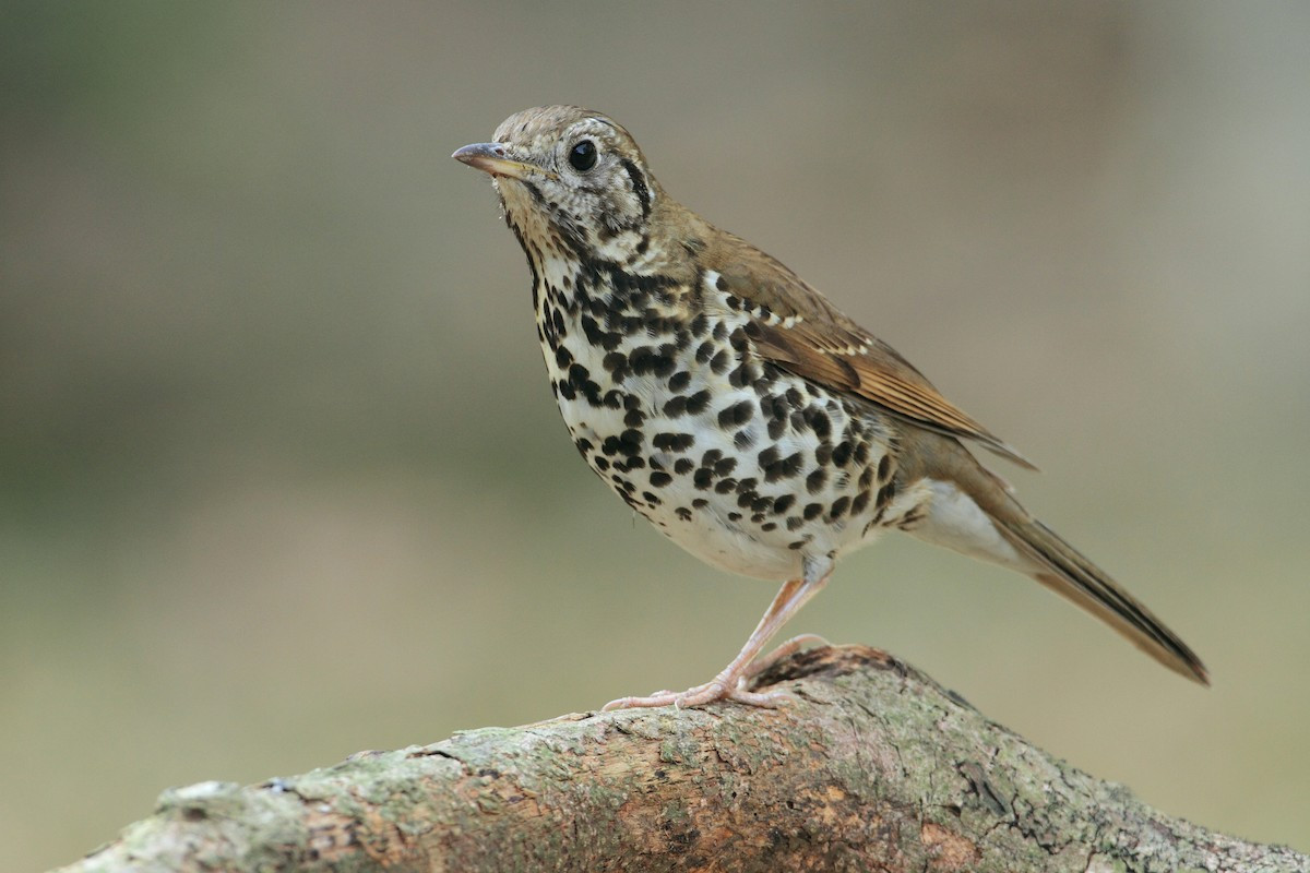 Hoét Trung Quốc (Turdus mupinensis) dài 23 cm, là loài di cư trú đông hiếm tại Đông Bắc. Chúng sống ở rừng trồng và các sinh cảnh khác nhau khi di cư, thường ghi nhận ở độ cao thấp.