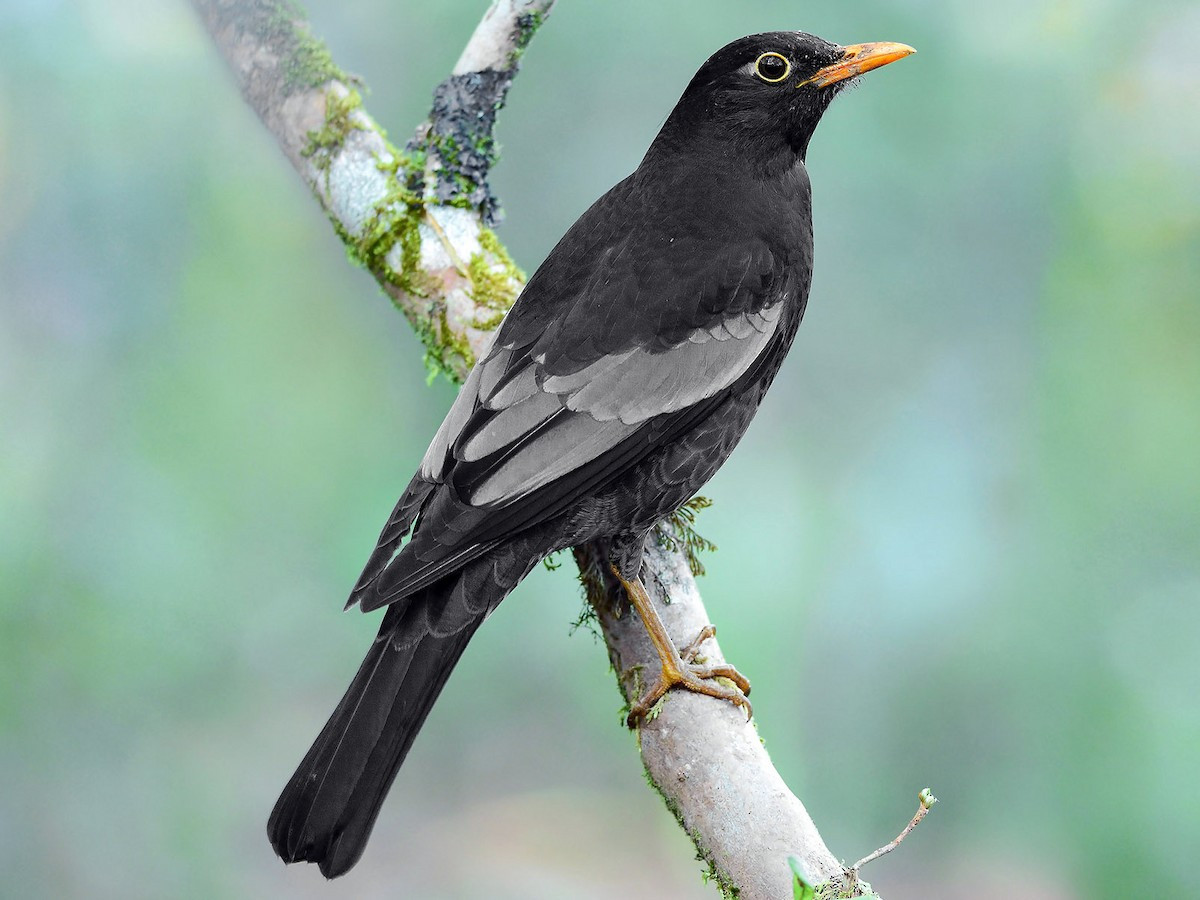 Hoét đen cánh trắng (Turdus boulboul) dài 27-29 cm, là loài định cư hiếm tại Tây Bắc và Đông Bắc, thỉnh thoảng di chuyển qua Đông Bắc (VQG Ba Vì). Sinh cảnh của chúng là rừng lá rộng thường xanh, rừng đỗ quyên, sinh sản ở độ cao trên 1.200 mét.