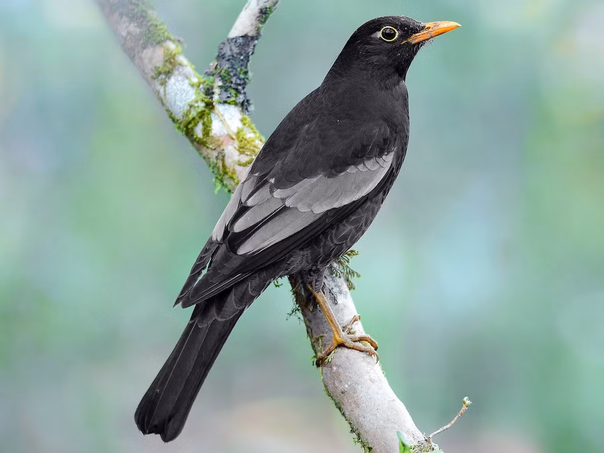 Hoét đen cánh trắng (Turdus boulboul) dài 27-29 cm, là loài định cư hiếm tại Tây Bắc và Đông Bắc, thỉnh thoảng di chuyển qua Đông Bắc (VQG Ba Vì). Sinh cảnh của chúng là rừng lá rộng thường xanh, rừng đỗ quyên, sinh sản ở độ cao trên 1.200 mét.