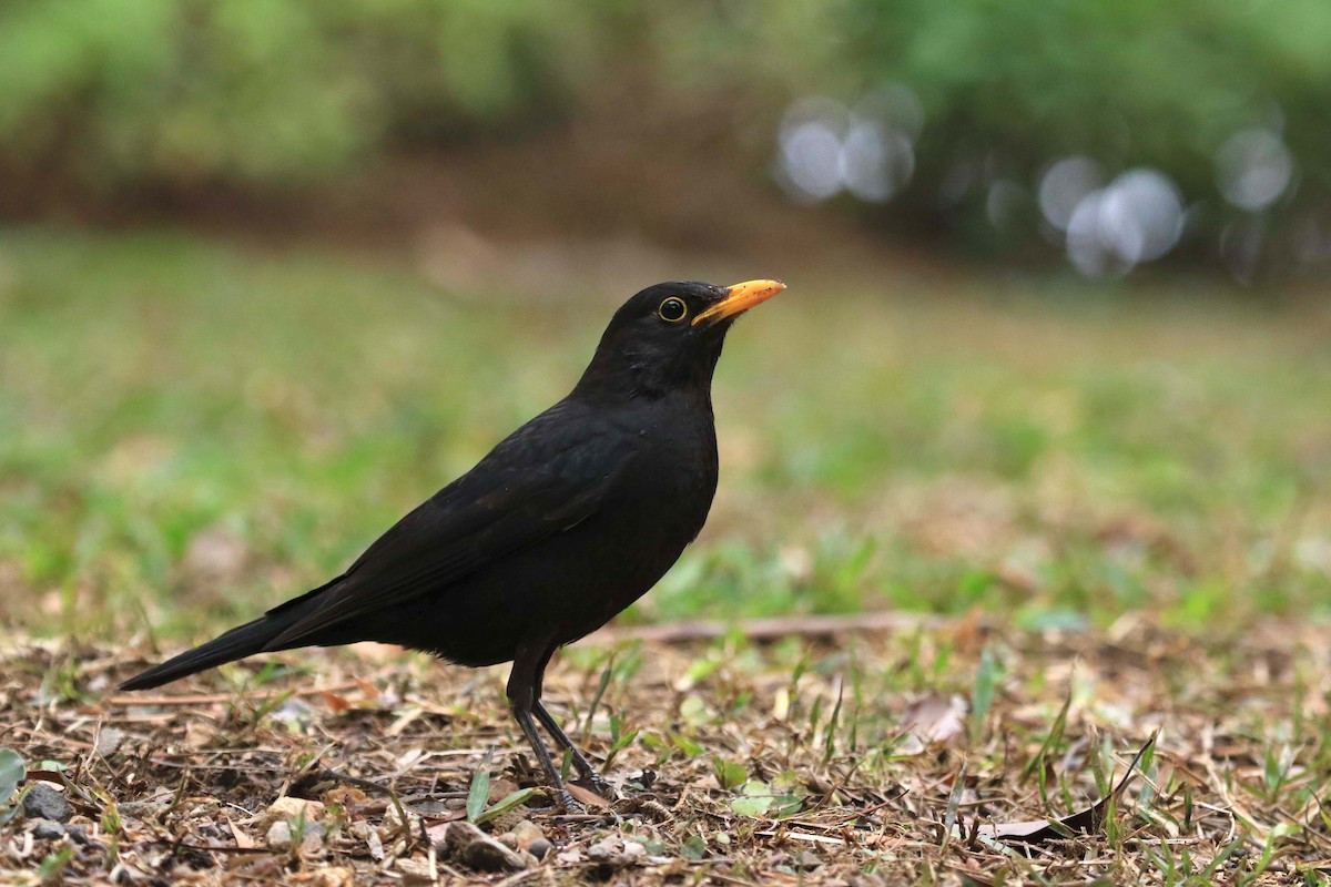 Hoét đen (Turdus mandarinus) dài 28-29 cm, là loài di cư trú đông phổ biến tại Tây Bắc, Đông Bắc, Bắc vat Trung Trung Bộ (VQG Cúc Phương, Vũ Quang, Bạch Mã, khu BTTN Đakrông vào mùa đông). Chúng sống ở rừng trống trải, rừng thứ sinh, nương rẫy.